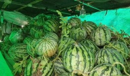 吃瓜免费合集,盘点热门合集，让你一网打尽精彩瞬间